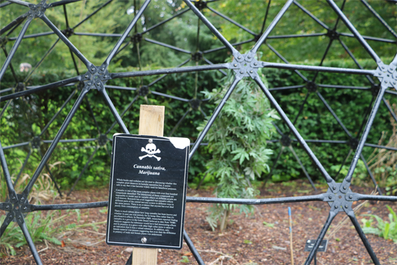 Cannabis in the Poison Garden