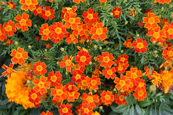 Flowers along the river walk